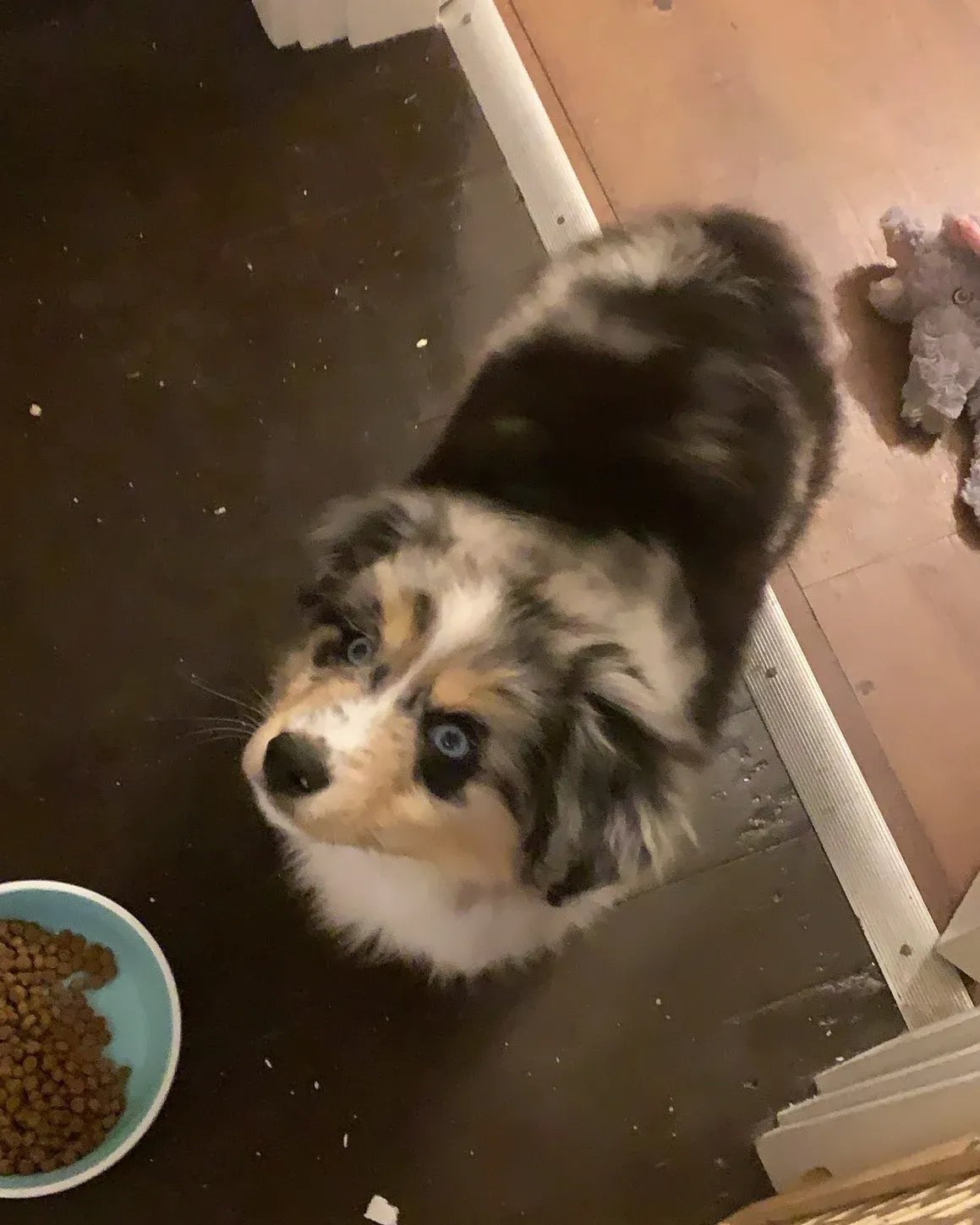 Charlie as a puppy, looking up from the kitchen floor