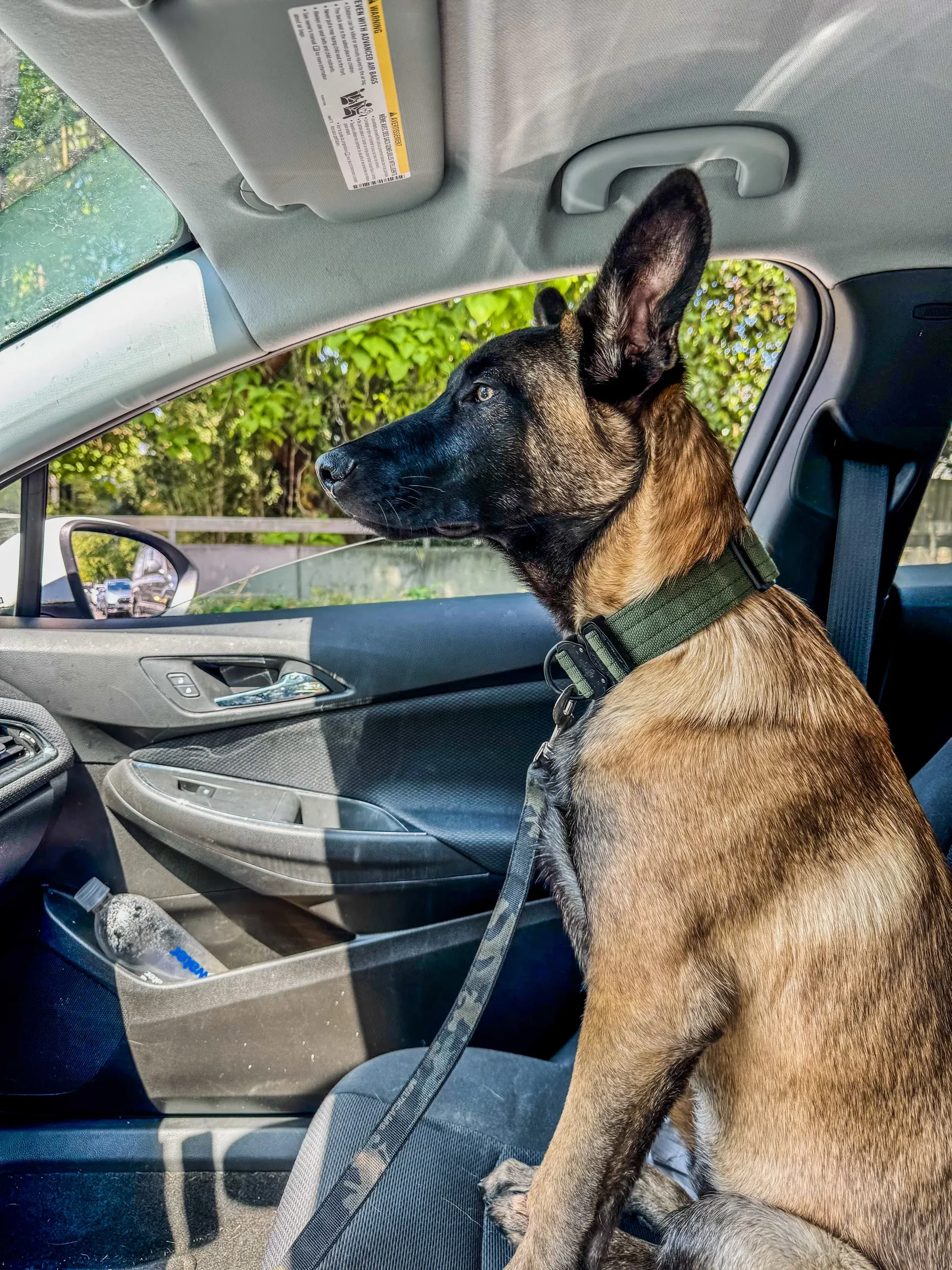 Gunner sitting up in the passenger seat, watching out the window
