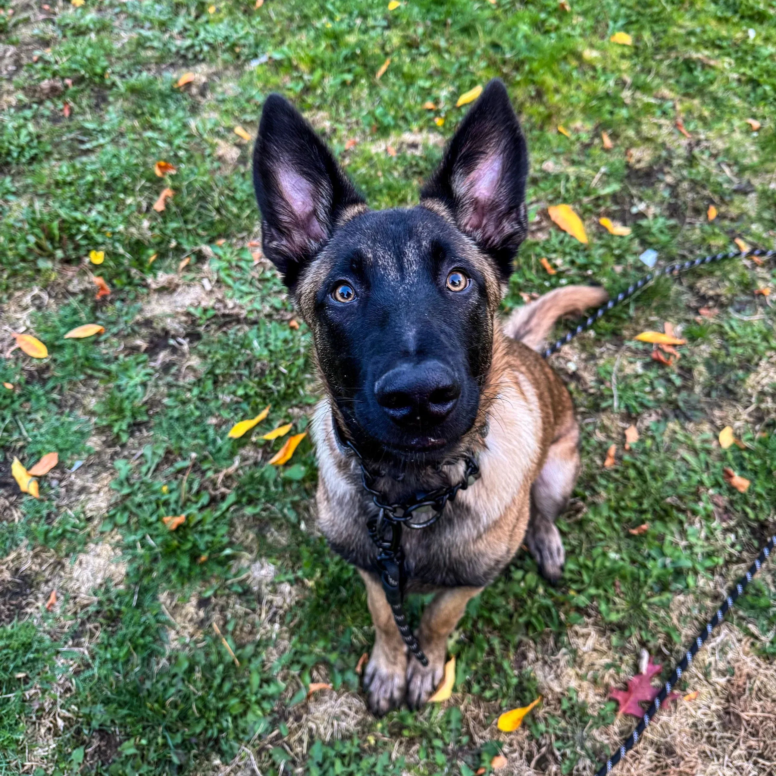 Gunner, from field note 002