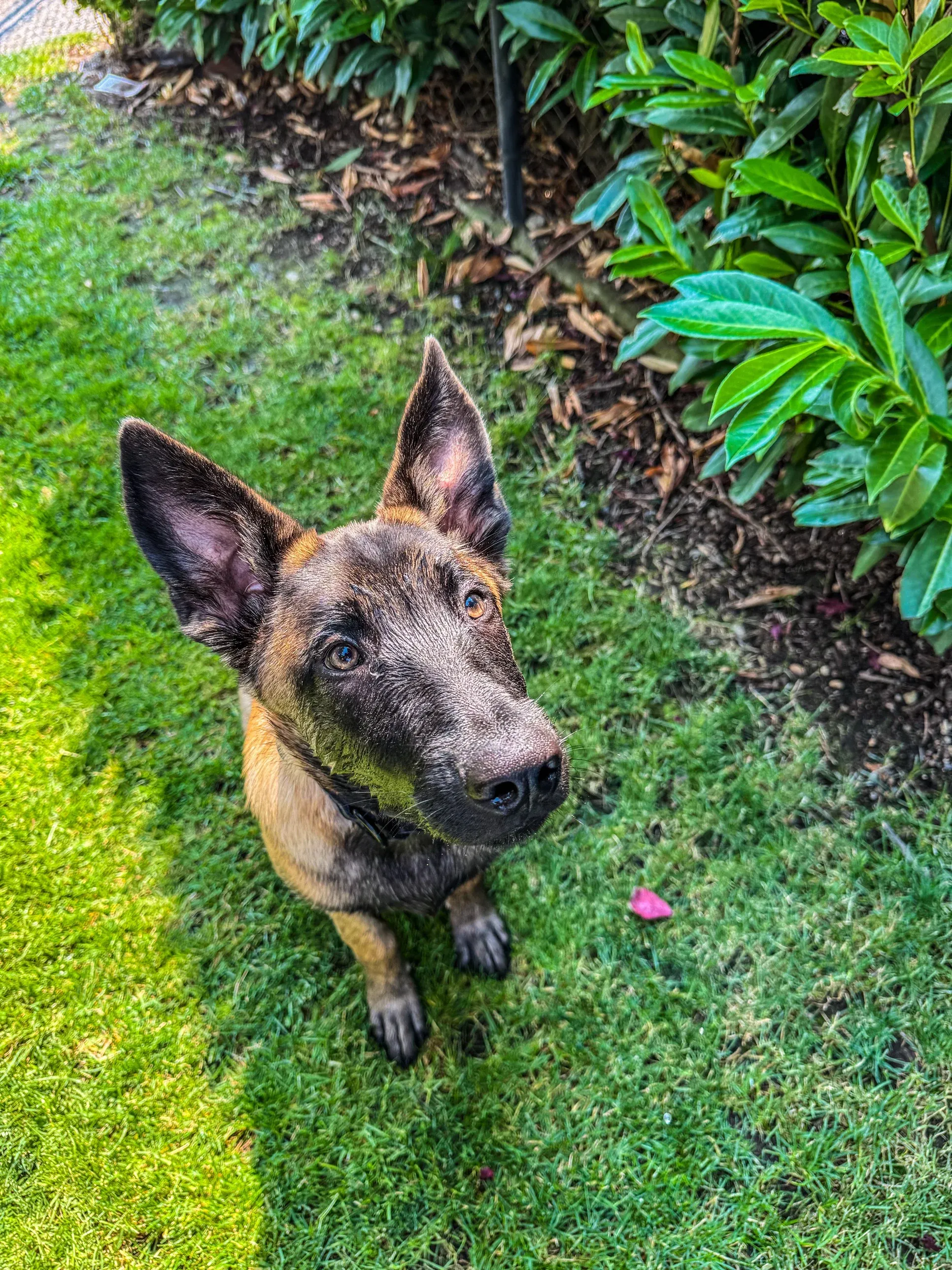 Gunner as a young Malinois, ears up, waiting for a cue